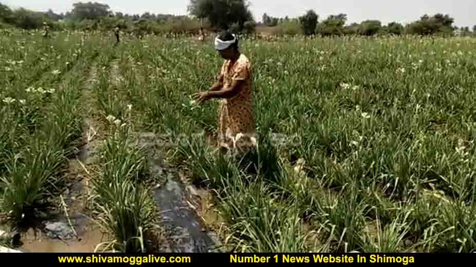 020420 Flower Cut By Farmer Woman 1