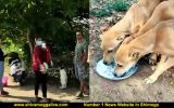 020420 Food For Stray Dogs in Shimoga 1