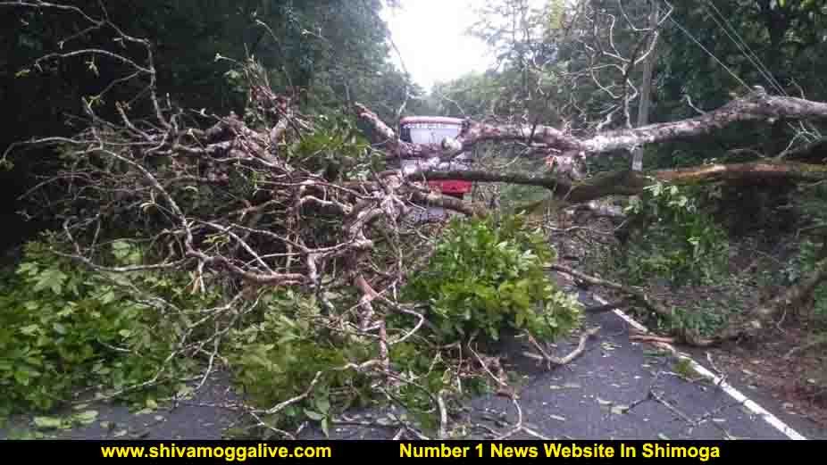 270620 Sagara SSLC Bus Tree fall 1