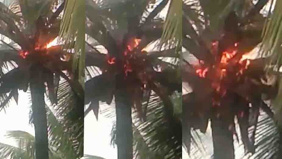 020521 Fire for treee 1