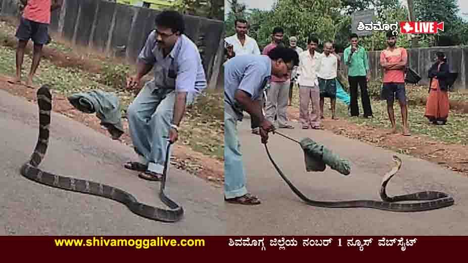 280621 King Cobra Caught at Horgulige hosanagara 1