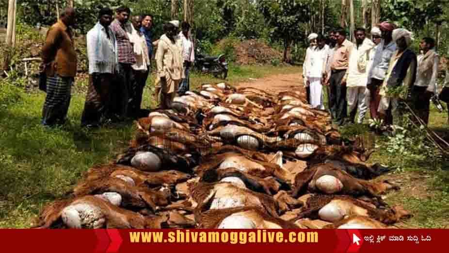 251021 Sheep Dies at Shimoga Near PES