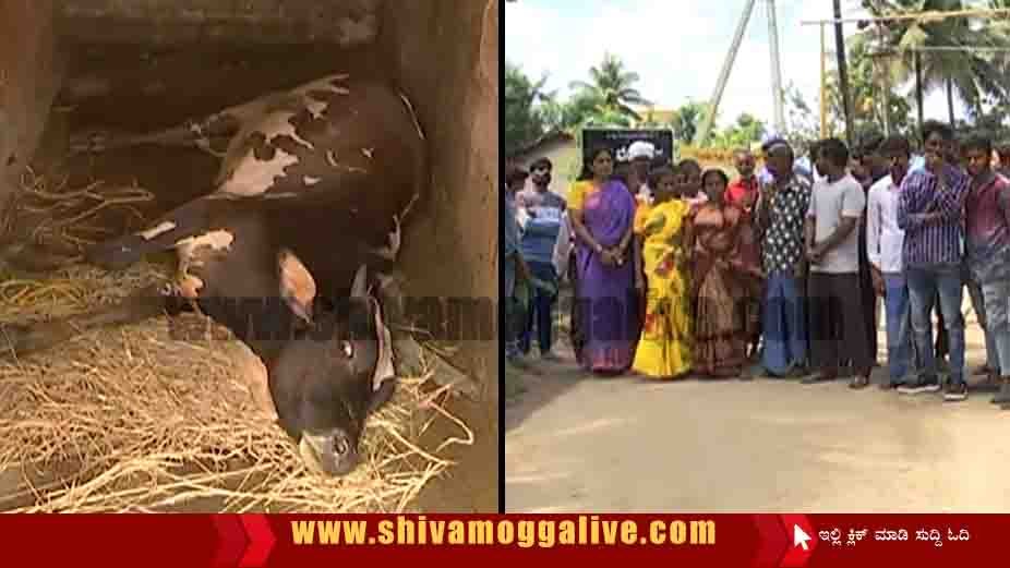 ಗೋ ಪೂಜೆಯಾದ ಕೆಲವೇ ಹೊತ್ತಿನಲ್ಲಿ ಸಾಲು ಸಾಲು ಹಸುಗಳು ಸಾವು, ಶಿವಮೊಗ್ಗ ಪಾಲಿಕೆ ವಿರುದ್ಧ ಜನಾಕ್ರೋಶ