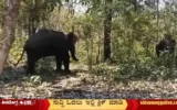 Elephant-Drive-In-Kigadi-Forest-Range
