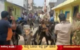Cows-rescued-from-slaughter-house-in-Shimoga