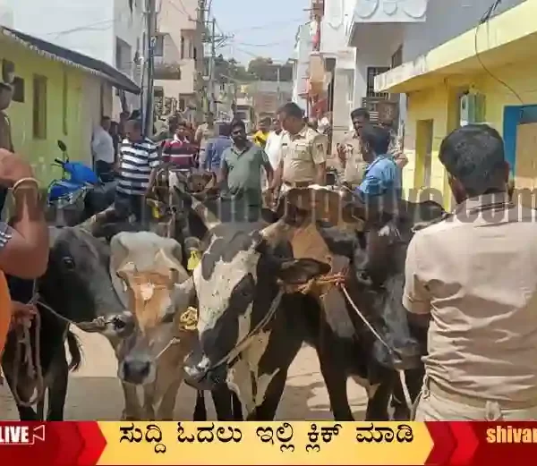 Cows-rescued-from-slaughter-house-in-Shimoga
