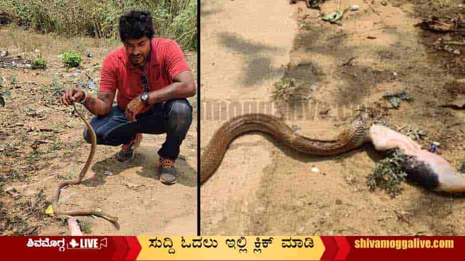 snake-eats-dog-at-vidyanagara-Shimoga-Snake-Kiran