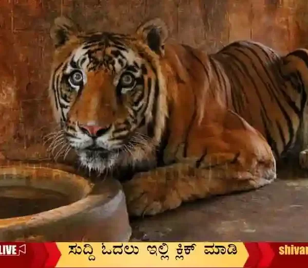 Tiger-Dies-at-Lion-Tiger-safari-in-Shimoga