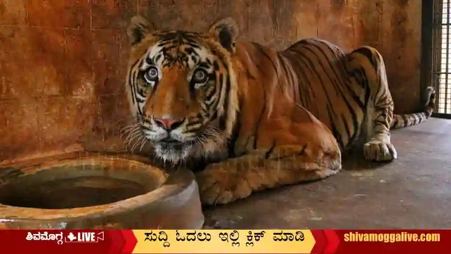 Tiger-Dies-at-Lion-Tiger-safari-in-Shimoga