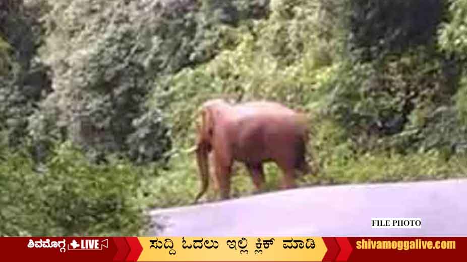 Elephant-near-Agumbe-vatehalla