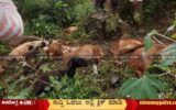 Train-Accident-at-Bhadravathi-Sheeps-dies-on-the-spot