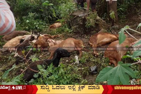 Train-Accident-at-Bhadravathi-Sheeps-dies-on-the-spot