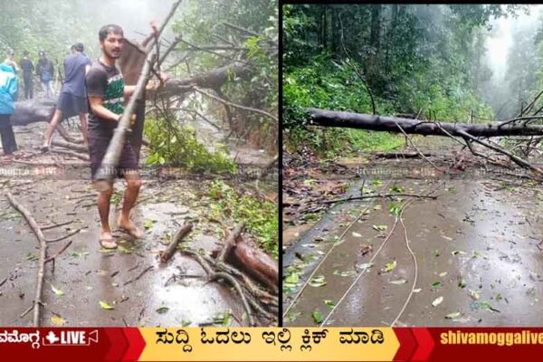 Tree-falling-at-Agumbe-Mallandur-road.