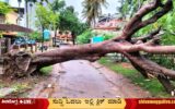 Tree-Fall-in-Rajendra-Nagara