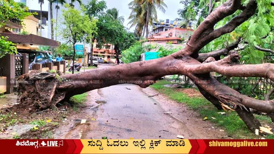 Tree-Fall-in-Rajendra-Nagara