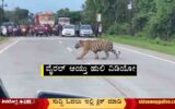 Fact-About-Viral-Video-of-a-Tiger
