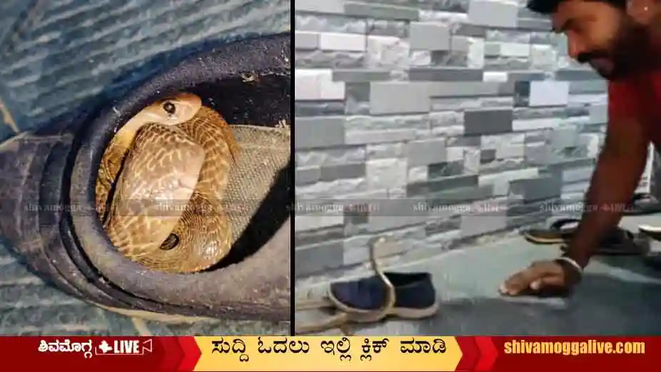 Snake-Found-in-Walking-Shoe