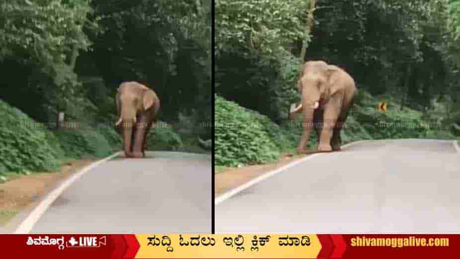 Elephant-on-Agumbe-Road.