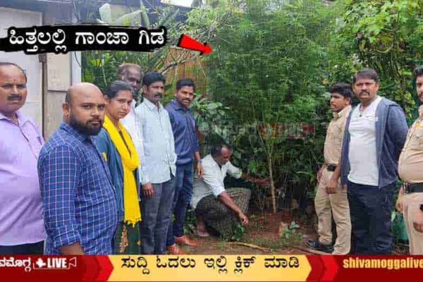 Ganja-Plant-seized-one-arrest.