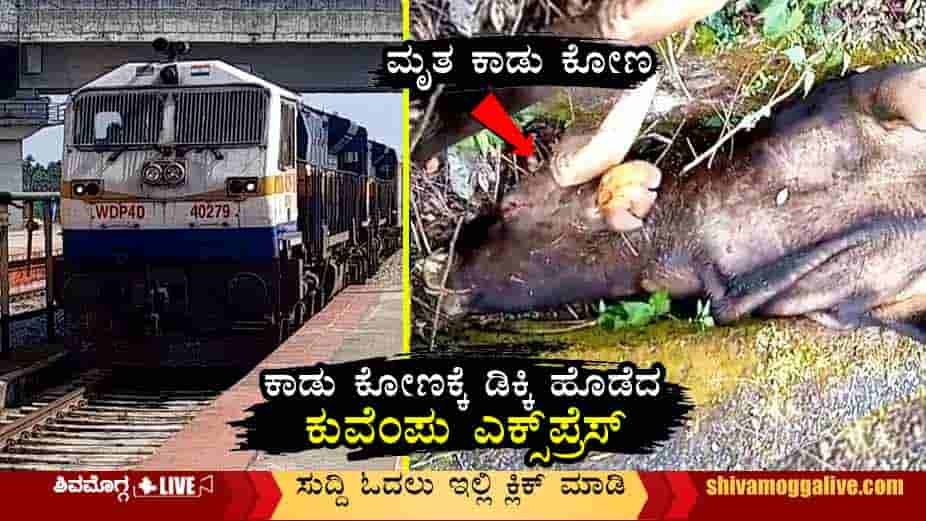 Train-Collides-with-bison-near-Sagara