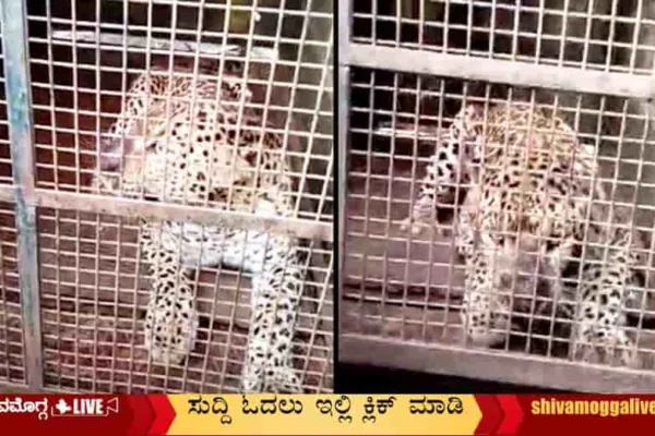 Leopard-trapped-in-Haramaghatta.
