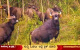 Wild-Bison-found-at-Sagara-Ulluru-Grama-Panchayath