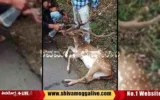 People-helps-injured-deer-at-Sakrebyle