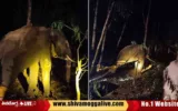 Wild-Elephant-Honey-trapped-in-Thirthahalli-Devangi