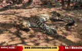 Cheetah-Found-dead-at-Thirthahalli