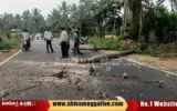 Tree-and-Electric-Pole-fell-in-Mattur-Road-in-Shimoga