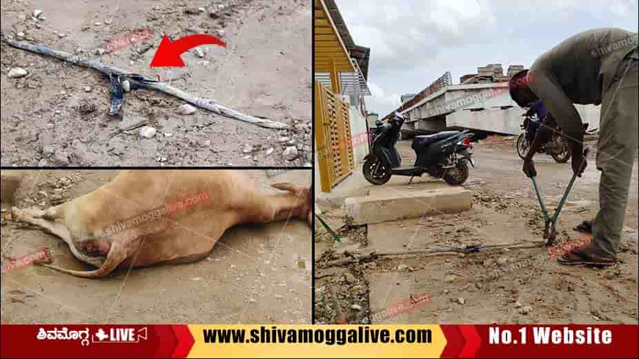 Electric-Shock-for-a-cow-At-Savalanga-road