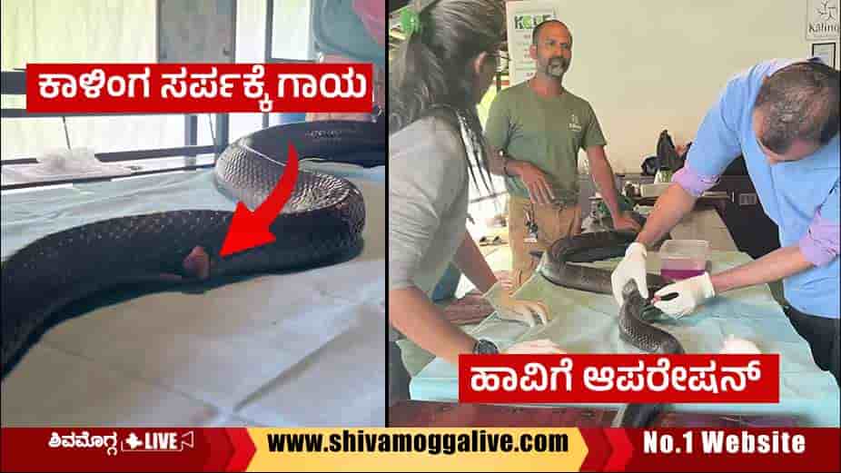 Operation-for-injured-King-Cobra-at-Kalinga-Foundation-at-Agumbe-Guddekeri