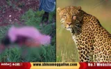 Leopard-attack-at-Bikkonahalli-in-Shimoga-Taluk