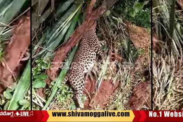 leopard-found-at-agaradahalli-in-Bhadravathi.