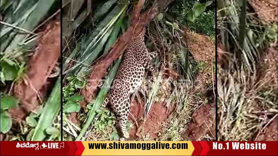 leopard-found-at-agaradahalli-in-Bhadravathi.