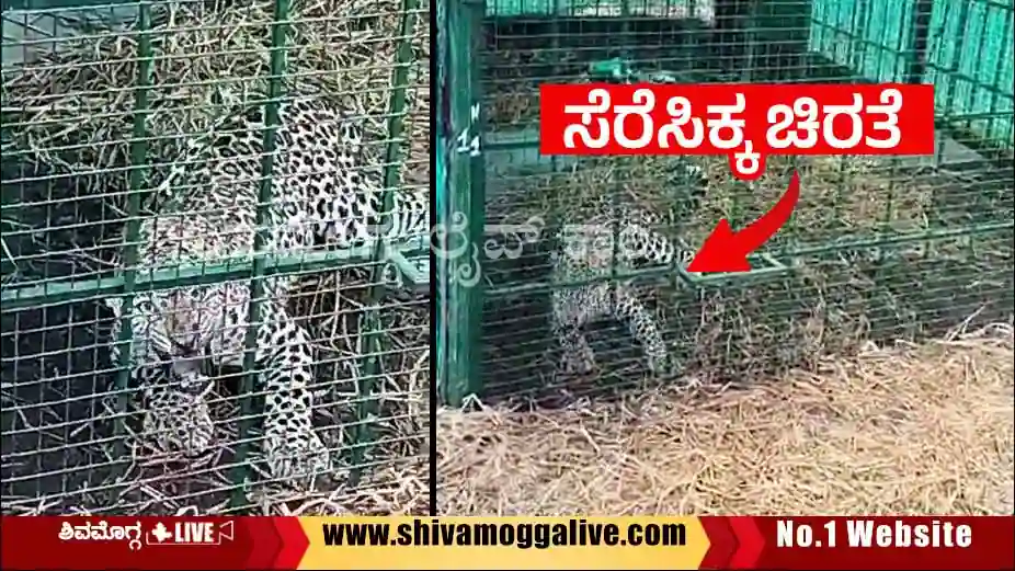 BREAKING NEWS - ಭದ್ರಾವತಿ ವಿಐಎಸ್ಎಲ್ನಲ್ಲಿ ಚಿರತೆ ಸೆರೆ 3 270923 leapord captured at Bhadravati VISL Peacock Yard