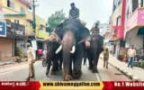 Sakrebyle-Elephants-at-Durgigudi-Road-in-Shimoga.