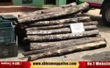 Black-tree-seized-in-Shimoga-by-Shankara-Range-Forest-officers