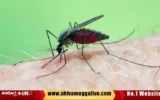 151123-Mosquito-Dengue-cases-in-bhadravathi.webp