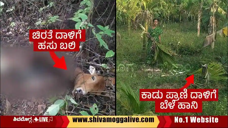 Wild-animals-disturb-Areca-plants-near-channagonda-in-Sagara-Bykodu