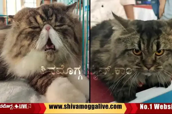 Cat-Show-in-Shimoga-city-sacred-heart-campus.