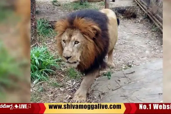 Lion-Sarvesh-succumbed-at-tyavrekoppa-lion-and-tiger-safari