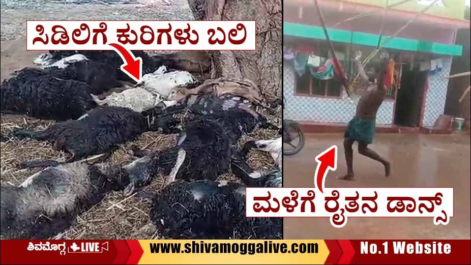 ಶಿವಮೊಗ್ಗ ಜಿಲ್ಲೆಯಲ್ಲಿ ಮಳೆ, ಸಿಡಿಲಿಗೆ 18 ಕುರಿಗಳು ಬಲಿ, ಹೆದ್ದಾರಿಗೆ ಉರುಳಿದ ಮರ, ರೈತನ ಡಾನ್ಸ್ ವೈರಲ್ 1 Famer-danced-for-rain-in-Shikaripura-punedahalli