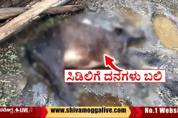 Cows-Succumbed-to-lightening-in-purdal-village