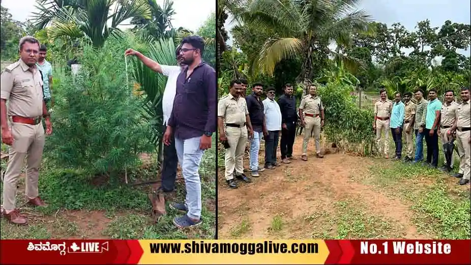 Police raid at thirthahalli plantation.