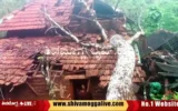 tree-fall-on-house-at-yedajigalemane-in-Sagara