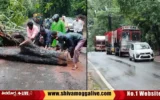 tree-uproot-near-mulegadde-in-hosangara.