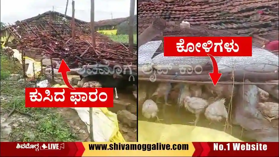 ಶಿವಮೊಗ್ಗದಲ್ಲಿ ಗಾಳಿ, ಮಳೆಗೆ ಫಾರಂ ಕುಸಿತ, ದೊಡ್ಡ ಸಂಖ್ಯೆಯ ಕೋಳಿಗಳು ಸಾವು 3 Farm-collapse-in-Shimoga-Mojappana-Hosuru