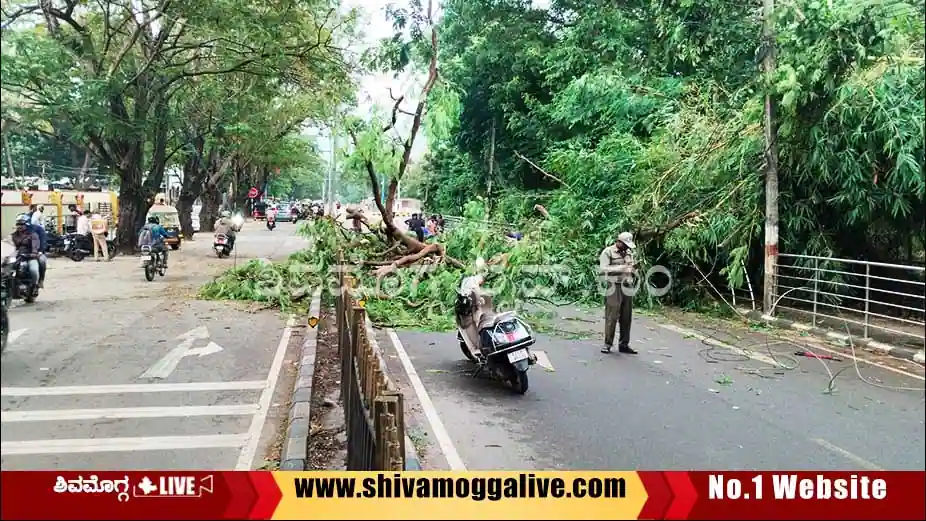 Tree-Falls-on-Balaraj-urs-road-in-Shimoga