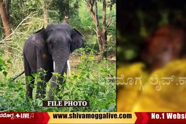 elephant-attack-on-woker-near-puradal-